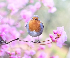 Das Rotkehlchen war der Vogel der Jahre 1992 und 2021. (Foto: Jill Wellington, Pixabay)