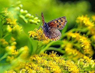 Der Rückgang der Tagfalter in Schleswig-Holstein ist landesweit erschreckend. In einigen Naturschutzgebieten gibt es nun zumindest Hoffnung für eine bestimmte Schmetterlingsart. (Symbolfoto: pixabay)