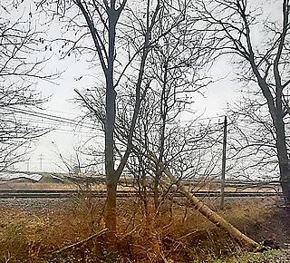 Dieser Baum kippte nördlich von Krempe in eine Oberleitung der Bahn. (Foto: Bundespolizei)