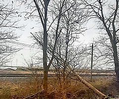 Dieser Baum kippte nördlich von Krempe in eine Oberleitung der Bahn. (Foto: Bundespolizei)
