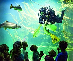 Einer der Höhepunkte in der Unterwasserwelt des Multimar Wattforum ist der Taucher, der die Fischschwärme im Großaquarium füttert. (Foto: Andreas Birresborn/LKN.SH)