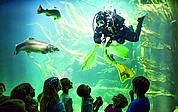 Einer der Höhepunkte in der Unterwasserwelt des Multimar Wattforum ist der Taucher, der die Fischschwärme im Großaquarium füttert. (Foto: Andreas Birresborn/LKN.SH)