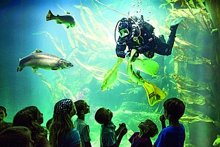 Einer der Höhepunkte in der Unterwasserwelt des Multimar Wattforum ist der Taucher, der die Fischschwärme im Großaquarium füttert. (Foto: Andreas Birresborn/LKN.SH)