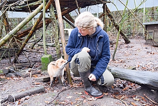 So zutraulich sollte ein Fuchs nicht sein. Eine Familie nahm ihn im Campingurlaub auf, weil er krank war. Auswildern lässt sich das Tier nicht mehr, bedauert Katharina Erdmann von der Wildtierstation in Klein Offenseth-Sparrieshoop. (Foto: Frank)