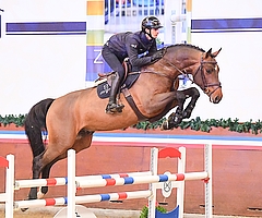 Zum Jahresbeginn in Elmshorn: Die Holsteiner Verbandshengstpräsentation findet am 28. Januar statt, Karten sind ab sofort im Vorverkauf erhältlich. (Foto: Janne Bugtrup)