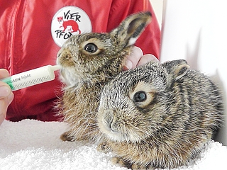Feldhasen sind keine Fluchttiere und ducken sich stattdessen, um nicht entdeckt zu werden. Unter den Ästen und Zweigen, die für ein Osterfeuer aufgeschichtet werden, wähnen sie sich in Sicherheit. (Foto: Wildtier- und Artenschutzzentrum)