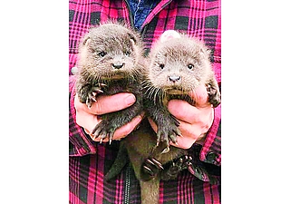 Süß: Die Fischotter-Geschwister Hazel und Harvey. (Foto: Erdmann/Wildtier- und Artenschutzzentrum)