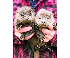 Süß: Die Fischotter-Geschwister Hazel und Harvey. (Foto: Erdmann/Wildtier- und Artenschutzzentrum)