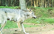 Die hervorstehenden Milchdrüsen dieser Wölfin lassen darauf schließen, dass sie Welpen säugt.  (Foto: Landesamt für Umwelt Schleswig-Holstein)