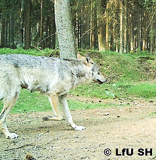 Die hervorstehenden Milchdrüsen dieser Wölfin lassen darauf schließen, dass sie Welpen säugt.  (Foto: Landesamt für Umwelt Schleswig-Holstein)