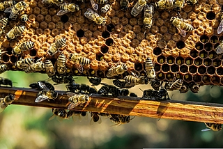 Die Teilnehmer des Imkerkurses lernen, wie sie Bienen artgerecht halten. (Foto: Pixabay)