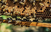 Die Teilnehmer des Imkerkurses lernen, wie sie Bienen artgerecht halten. (Foto: Pixabay)
