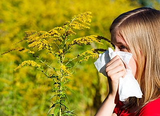 Hasel, Erle, Pappel, Weide und Ulme machen bereits jetzt Allergikern im Kreis Pinneberg zu schaffen. Sie gehören zu den Frühblühern, deren Pollen an windigen Tagen im zeitigen Frühjahr besonders gut und in großen Mengen durch die Luft treiben. (Foto: AOK/Colourbox/hfr.)