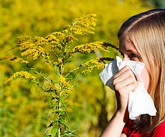 Hasel, Erle, Pappel, Weide und Ulme machen bereits jetzt Allergikern im Kreis Pinneberg zu schaffen. Sie gehören zu den Frühblühern, deren Pollen an windigen Tagen im zeitigen Frühjahr besonders gut und in großen Mengen durch die Luft treiben. (Foto: AOK/Colourbox/hfr.)