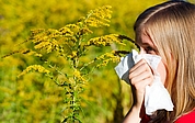 Hasel, Erle, Pappel, Weide und Ulme machen bereits jetzt Allergikern im Kreis Pinneberg zu schaffen. Sie gehören zu den Frühblühern, deren Pollen an windigen Tagen im zeitigen Frühjahr besonders gut und in großen Mengen durch die Luft treiben. (Foto: AOK/Colourbox/hfr.)