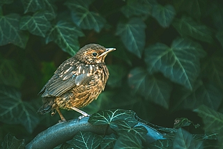 Platz 2: Kerstin Staade aus Dägeling fotografierte dieses Amselkind und konnte bei der Abstimmung und im Anschluss die Jury damit überzeugen. 