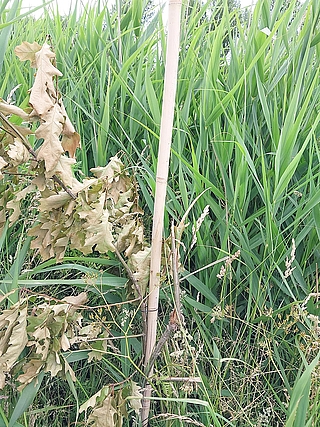Die abgebrochenen Jungbäume gingen ein. (Foto: Polizeidirektion Bad Segeberg)