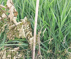Die abgebrochenen Jungbäume gingen ein. (Foto: Polizeidirektion Bad Segeberg)