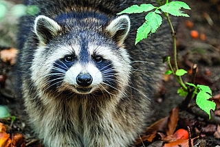 Waschbären breiten sich auch in Schleswig-Holstein immer stärker aus. (Foto: DJV Kreisjägerschaft Pinneberg)