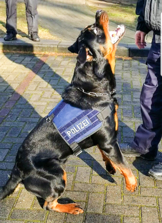 Polizeihund Murphy schnappte sich den dritten Einbrecher auf einem Werksgelände in Elmshorn. (Foto: Bundespolizeiinspektion Flensburg)