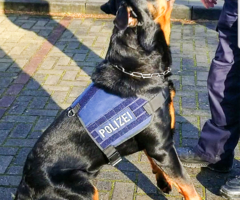 Polizeihund Murphy schnappte sich den dritten Einbrecher auf einem Werksgelände in Elmshorn. (Foto: Bundespolizeiinspektion Flensburg)