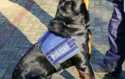 Polizeihund Murphy schnappte sich den dritten Einbrecher auf einem Werksgelände in Elmshorn. (Foto: Bundespolizeiinspektion Flensburg)