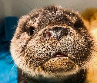 So süß: Mathilda guckt neugierig in die Kamera. In der Wildtierauffangstation wird sie aufgepäppelt. (Foto: Christian Erdmann/Wildtier- und Artenschutzzentrum)