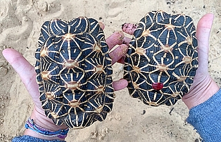 Die beiden Indischen Sternschildkröten sind schlecht ernährt. (Foto: Erdmann/Wildtier- und Artenschutzzentrum)