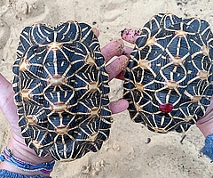 Die beiden Indischen Sternschildkröten sind schlecht ernährt. (Foto: Erdmann/Wildtier- und Artenschutzzentrum)