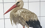 Die verschmutzte Weißstörchin nach ihrem unfreiwilligen Güllebad. (Foto: Wildtier- und Artenschutzzentrum 