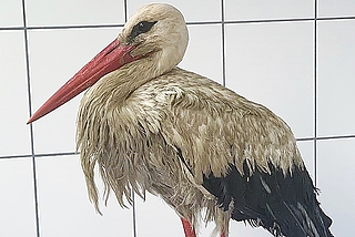 Die verschmutzte Weißstörchin nach ihrem unfreiwilligen Güllebad. (Foto: Wildtier- und Artenschutzzentrum 