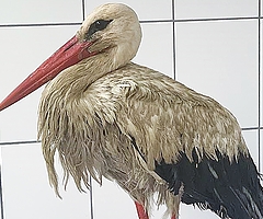 Die verschmutzte Weißstörchin nach ihrem unfreiwilligen Güllebad. (Foto: Wildtier- und Artenschutzzentrum 