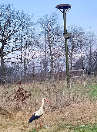 Blick zum Nest: Die Störchin ist zurück auf ihrer Wiese. (Foto: Christian Erdmann/Wildtier- und Artenschutzzentrum Klein Offenseth-Sparrieshoop)