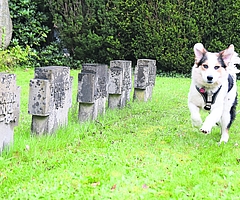 In seinem Fell versinken Finger und Sorgen. Der neun Monate alte Mischling Spike rennt über den evangelischen Friedhof Elmshorn. Vom Gemüt her ist er ein entspannter Hund, der viel Ruhe ausstrahlt. (Foto: Frank)