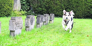 In seinem Fell versinken Finger und Sorgen. Der neun Monate alte Mischling Spike rennt über den evangelischen Friedhof Elmshorn. Vom Gemüt her ist er ein entspannter Hund, der viel Ruhe ausstrahlt. (Foto: Frank)