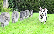 In seinem Fell versinken Finger und Sorgen. Der neun Monate alte Mischling Spike rennt über den evangelischen Friedhof Elmshorn. Vom Gemüt her ist er ein entspannter Hund, der viel Ruhe ausstrahlt. (Foto: Frank)