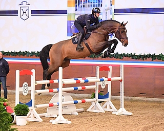 Zum Jahresbeginn in Elmshorn: Die Holsteiner Verbandshengstpräsentation findet am 28. Januar statt, Karten sind ab sofort im Vorverkauf erhältlich. (Foto: Janne Bugtrup)