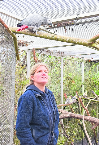Katharina Erdmann von der Wildtierstation in Klein Offenseth-Sparrieshoop schaut zu einem Graupapagei auf. Für ihn besteht eine Kennzeichnungspflicht. Erdmann fordert, diese für alle Haustiere einzuführen. (Foto: Frank)