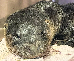 Fischotter Fiete hat einen wuchtigen Kopf. (Foto: Erdmann)