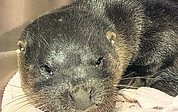 Fischotter Fiete hat einen wuchtigen Kopf. (Foto: Erdmann)