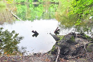 Ein Baum wurde entwurzelt, fiel um und zerschlug dabei eine Sitzbank. (Foto: Frank)
