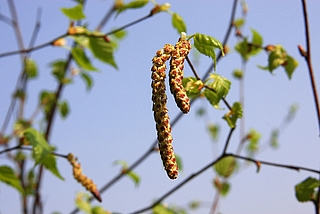 Jetzt beginnt wieder die Leidenszeit für Allergiker im Kreis Pinneberg. Der Klimawandel sorgt dafür, dass die Pollensaison jedes Jahr früher beginnt. Mit den derzeit steigenden Temperaturen fliegen bereits die ersten Pollen. (Foto: AOK/Colourbox/hfr.)