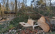 Im Februar 2023 wurden Bäume an der B431 im Liether Stadtwald gefällt. (Foto: Strandmann)