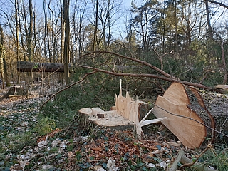 Im Februar 2023 wurden Bäume an der B431 im Liether Stadtwald gefällt. (Foto: Strandmann)