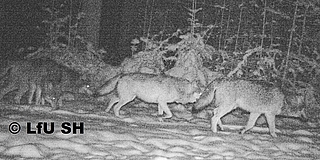 Eine Wildkamera fotografierte das Wolfsrudel. (Foto: LfU SH)
