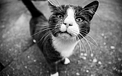 Freilebende Katzen ohne menschliche Obhut sollen kastriert werden. (Symbolfoto: Pixabay)