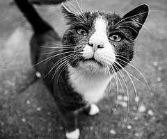 Freilebende Katzen ohne menschliche Obhut sollen kastriert werden. (Symbolfoto: Pixabay)