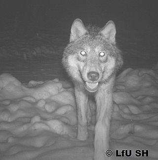 Ein Wolf läuft auf eine Wildkamera zu, die daraufhin automatisch ausgelöst wurde. (Foto: LfU SH)