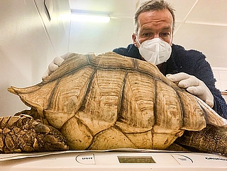 Stationsleiter Christian Erdmann mit der afrikanischen Sprornschildkröte. Woran das tot aufgefundene Tier gestorben ist, ist unklar. (Foto: Wildtierstation Sparrieshoop) 