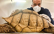 Stationsleiter Christian Erdmann mit der afrikanischen Sprornschildkröte. Woran das tot aufgefundene Tier gestorben ist, ist unklar. (Foto: Wildtierstation Sparrieshoop) 